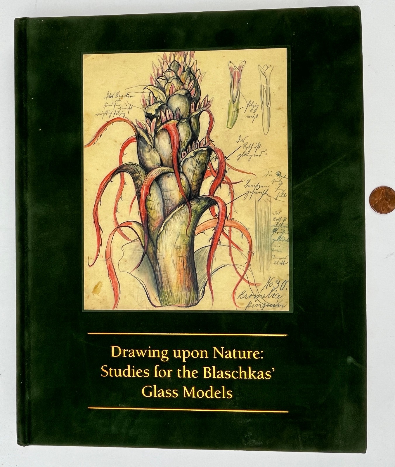 2007 Drawing Upon Nature: Studies for the Blaschkas‘ Glass Models Botanical Ills