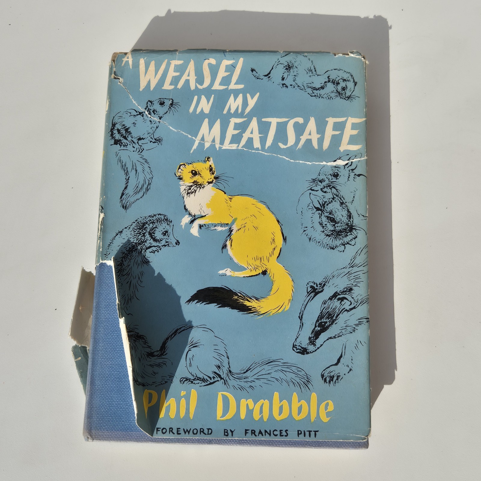 A Weasel In My Meatsafe by Phil Drabble 1958 Hardback Book