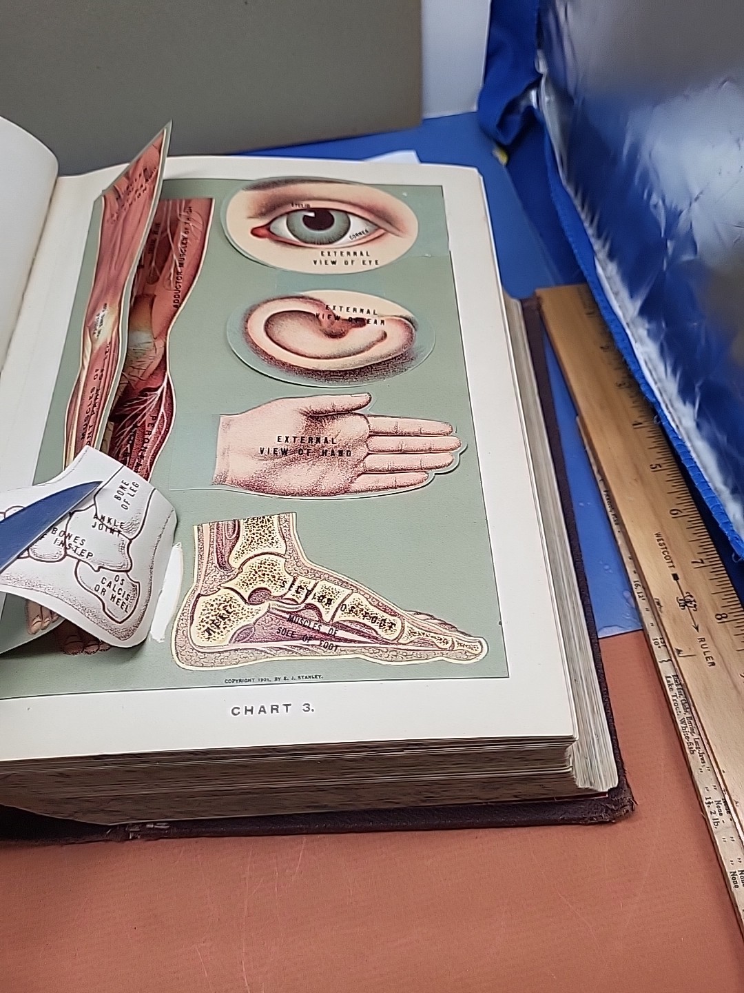 1914 Health and Longevity 15 Books In 1 Vol. Medical Body Illustrations Medicine