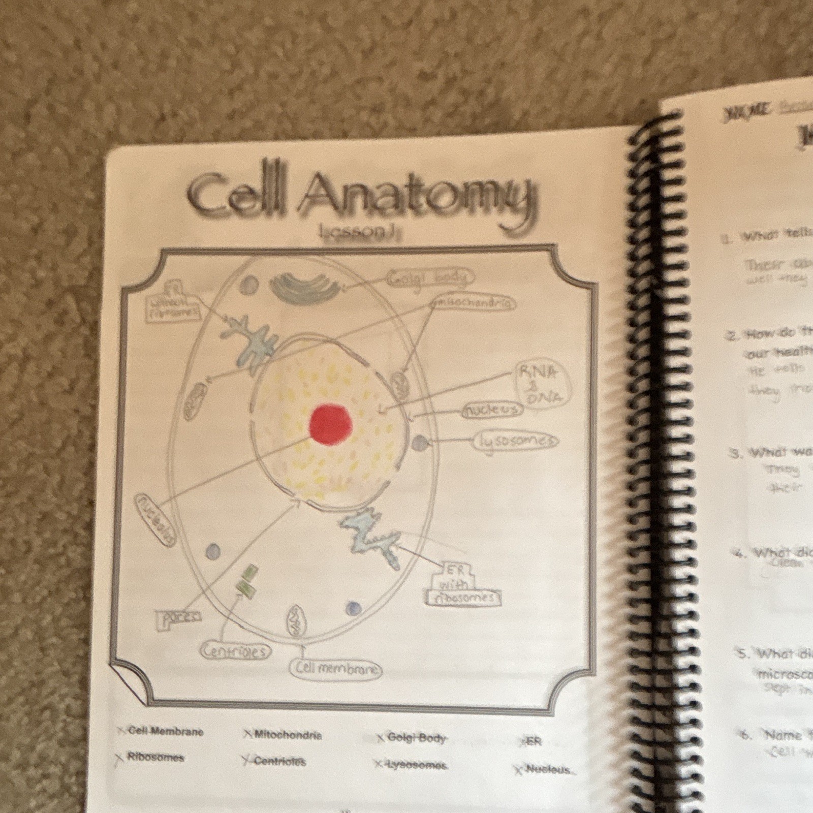 Apologia Science Exploring Creation Anatomy & Physiology Journal Spiral