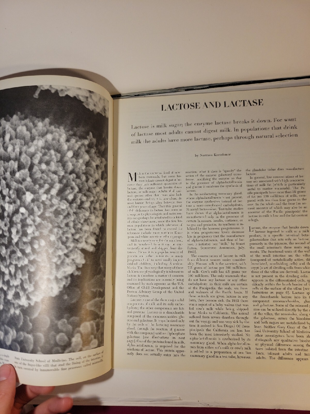 Vintage Scientific American Offprint 1259 Lactose And Lactase October 1972