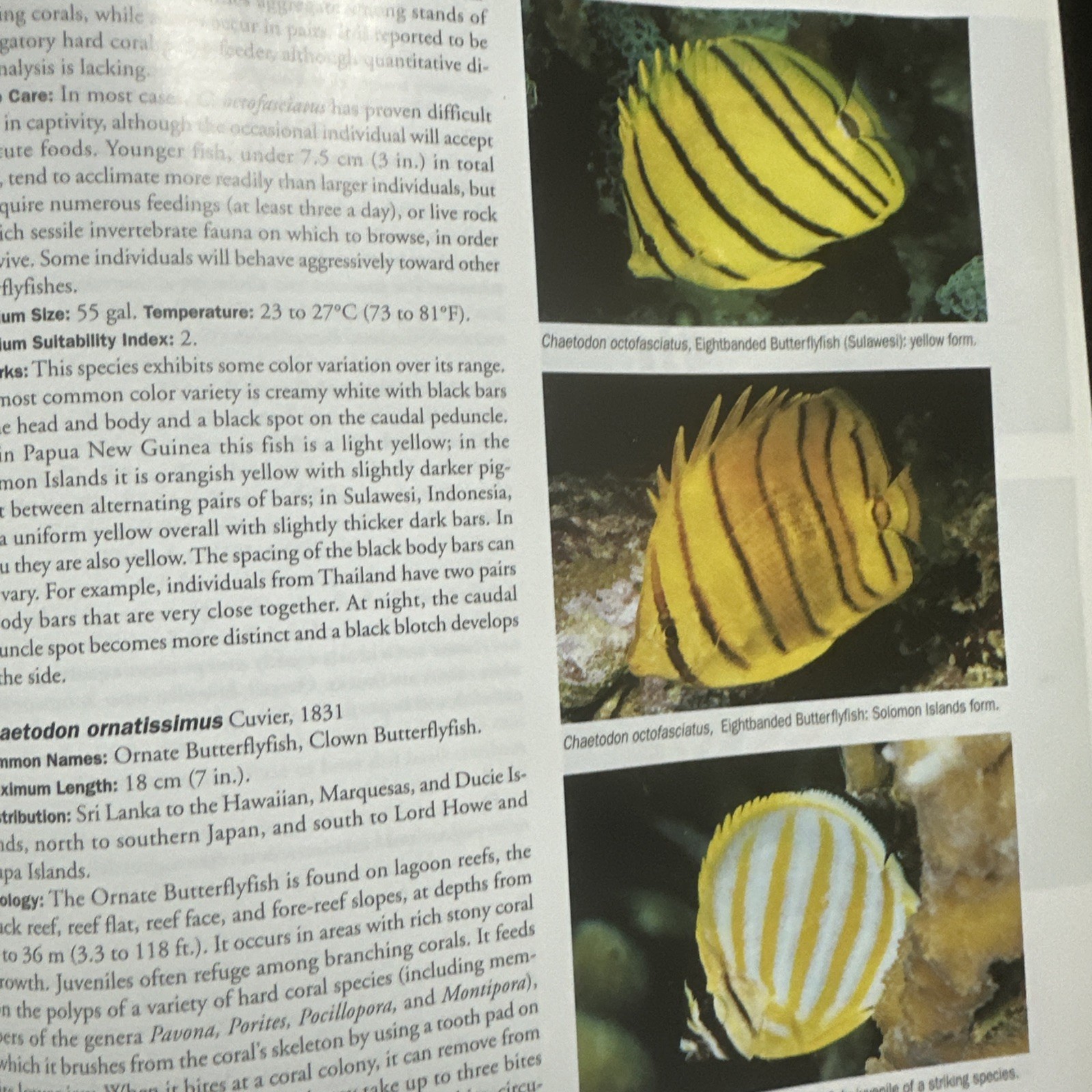 Angelfishes & Butterflyfishes: Reef Fishes Series by Michael