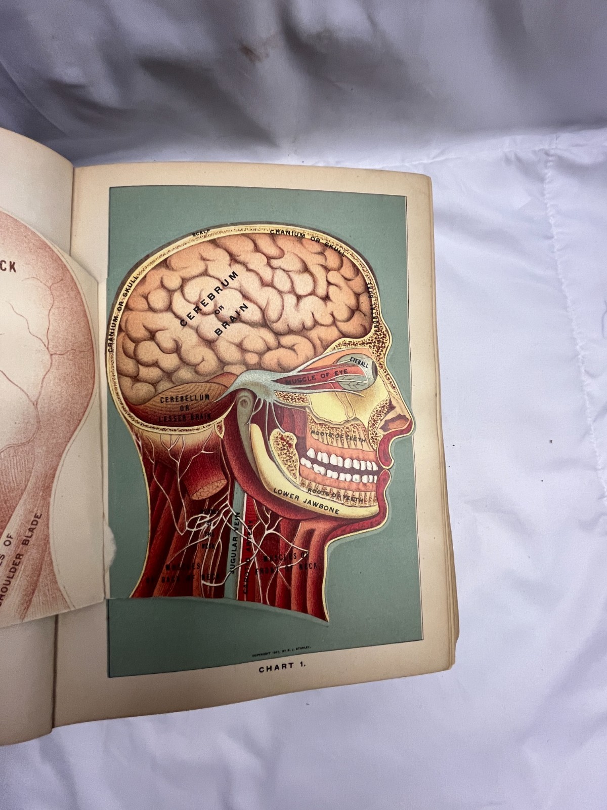 1913 Health and Longevity 15 Books In 1 Vol. Medical Body Illustration Guide