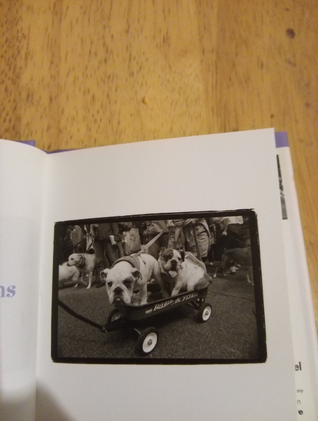 Dogs Are Funny By Kim Levin